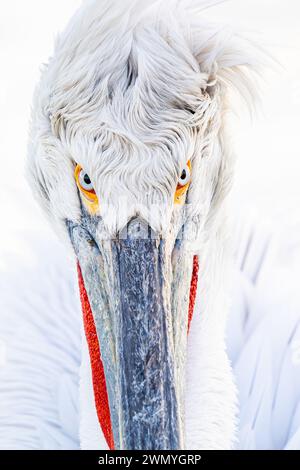 Une photographie détaillée en gros plan capturant le plumage texturé et les yeux intenses d'un pélican dalmate Banque D'Images