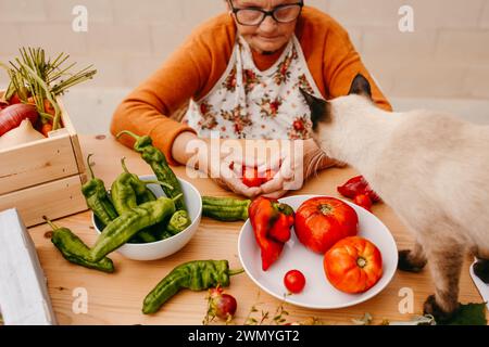 Une femme âgée dans un tablier trie des tomates fraîches, avec un chat curieux à ses côtés, au milieu d'un éventail de légumes colorés Banque D'Images