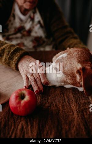 La main d'une femme âgée tend doucement vers un chien beagle à côté d'une pomme fraîche sur une table en bois, représentant une compagnie sereine Banque D'Images