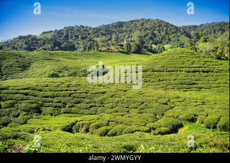 Plantation de thé dynamique couvrant des collines ondulantes sous un ciel bleu clair en Malaisie, avec des travailleurs qui s'occupent des cultures. Banque D'Images