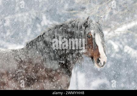 Shire Horse. Étalon de baie debout dans la neige tombante. Allemagne Banque D'Images