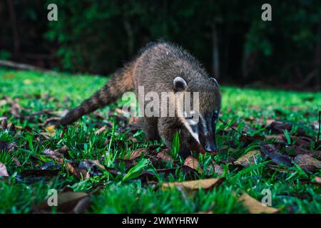 Un curieux coati fouille sur le terrain verdoyant près des chutes d'Iguazu dans le sud du Brésil. Banque D'Images