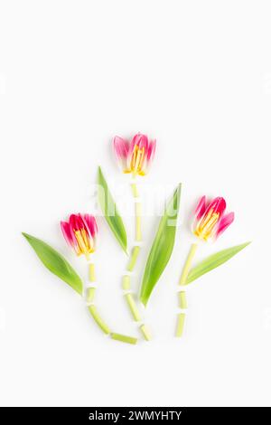 Une photo en studio d'un arrangement créatif de tulipes fraîches printanières, soigneusement placées pour former une nature morte artistique sur un fond blanc. Banque D'Images