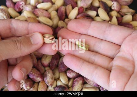 Pistaches Gaziantep fraîches dans la main de l'homme. Photo de haute qualité Banque D'Images