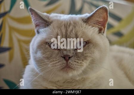 Yeux bleus British shorthair kitten crème catkin colorpoint avec des bouts gris Banque D'Images