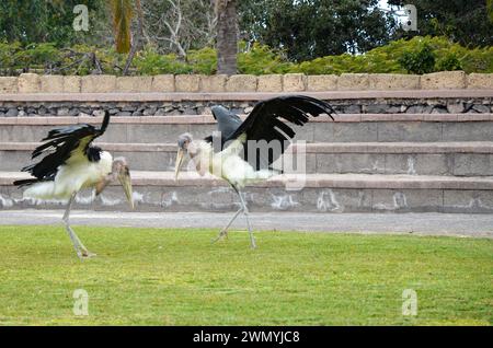 Marabu africain dans Jungle Park, île de Tenerife Banque D'Images