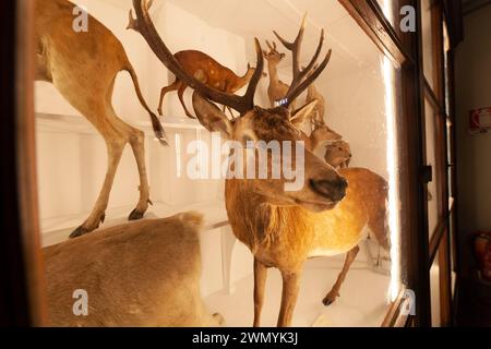 Italie, Toscane, Florence, 'la Specola' est l'un des lieux du Musée d'histoire naturelle de l'Université de Florence. Banque D'Images