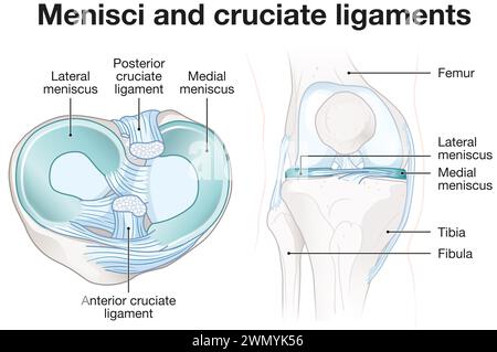 Les ménisques sont des cartilages en forme de C dans les genoux, amortissant et stabilisant les articulations. Les ligaments croisés stabilisent le genou, reliant le cuisse et le tibia. Banque D'Images