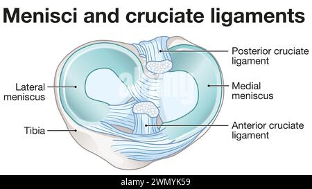 Les ménisques sont des cartilages en forme de C dans les genoux, amortissant et stabilisant les articulations. Les ligaments croisés stabilisent le genou, reliant le cuisse et le tibia. Banque D'Images