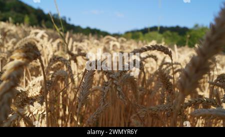 épis dorés de blé mûrs dans les champs Banque D'Images