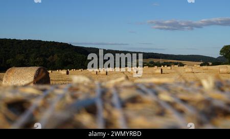 se concentrant sur une gerbe moderne de blé debout dans un champ sous le soleil du soir avant le coucher du soleil, ou sur le champ dans son ensemble Banque D'Images