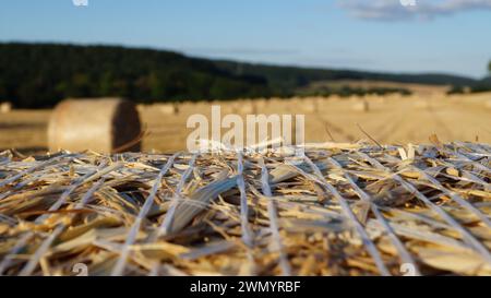 se concentrant sur une gerbe moderne de blé debout dans un champ sous le soleil du soir avant le coucher du soleil, ou sur le champ dans son ensemble Banque D'Images