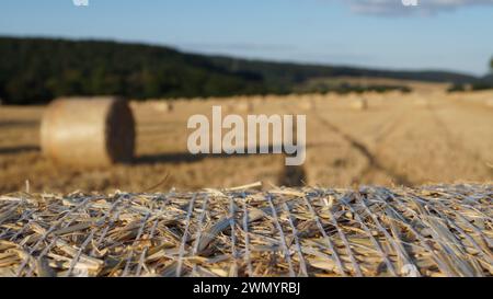 se concentrant sur une gerbe moderne de blé debout dans un champ sous le soleil du soir avant le coucher du soleil, ou sur le champ dans son ensemble Banque D'Images