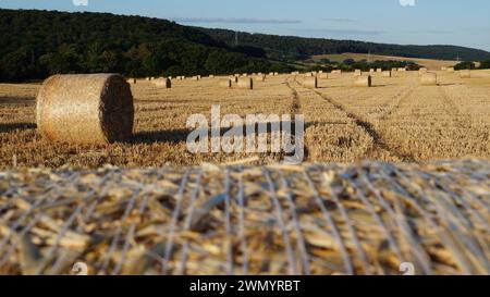 se concentrant sur une gerbe moderne de blé debout dans un champ sous le soleil du soir avant le coucher du soleil, ou sur le champ dans son ensemble Banque D'Images