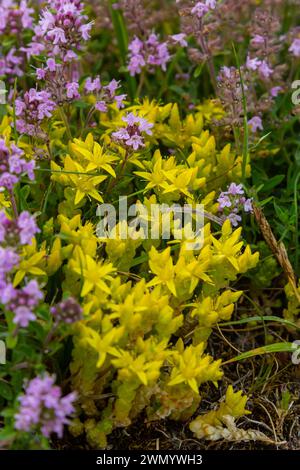 Sedum acre, Sedum album est la plante vivace herbacée succulente avec de nombreuses tiges montantes couvertes de petites feuilles épaisses. Banque D'Images