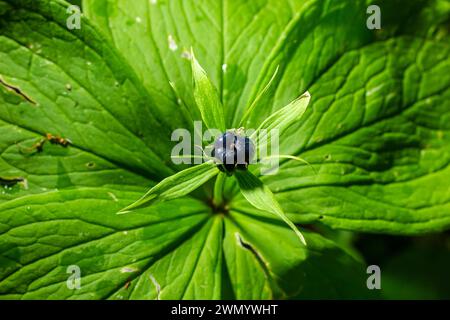 Paris quadrifolia, Herb Paris. Plante sauvage en été. Banque D'Images