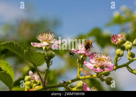 Fleurs et bourgeons de mûre rose doux au printemps - Rubus fruticosus. Banque D'Images