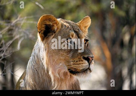 Jeune lion mâle Kalahari en gros plan. Le lion regarde en diagonale sur le côté Banque D'Images