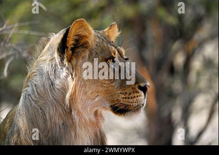 Jeune lion mâle Kalahari en gros plan. Le lion regarde sur le côté Banque D'Images
