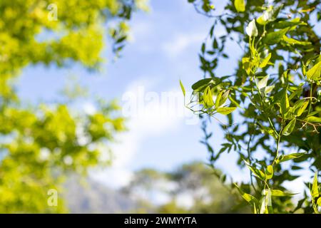La lumière du soleil filtre à travers des feuilles vertes éclatantes contre un ciel bleu clair avec espace de copie Banque D'Images
