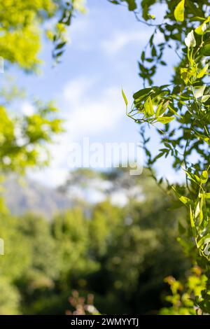 La lumière du soleil filtre à travers les feuilles vertes sur un fond naturel et flou avec espace de copie Banque D'Images