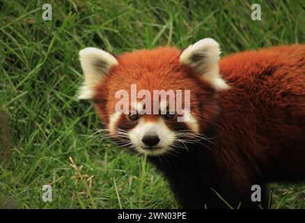 Petit panda, panda roux, panda rouge (Ailurus fulgens) mâle au Zoo sauvage de Saint-Félicien Banque D'Images