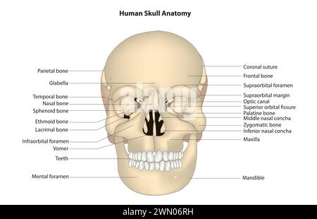 L'anatomie du crâne humain Illustration de Vecteur