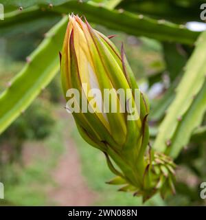 Hylocereus undatus (pitaya ou fruit du dragon) fleurit prêt à fleurir. Énorme bourgeon d'un cuctus géant dans le nord de la Thaïlande. Banque D'Images