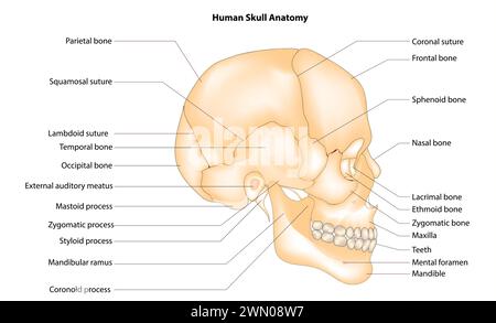 L'anatomie du crâne humain Illustration de Vecteur