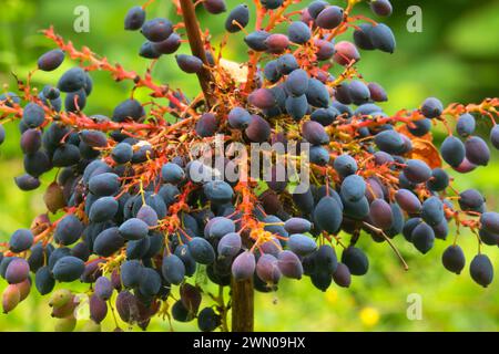 Baies de raisin de l'Oregon (Mahonia aquifolium), parc d'État de Willamette Mission, comté de Marion, Oregon Banque D'Images