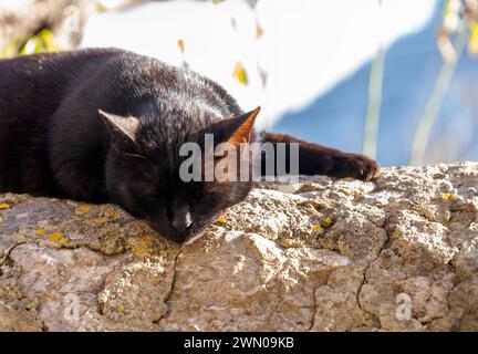 Après-midi serein : chat noir profitant d'une sieste ensoleillée sur un terrain accidenté Banque D'Images