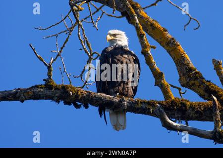 Aigle à tête blanche (Haliaeetus leucocephalus), Willamette River Greenway, comté de Marion, Oregon Banque D'Images