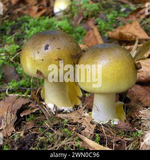 Amanita phalloides. Le champignon du chapeau de mort, Amanita phalloides Banque D'Images