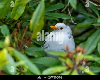 Oiseau noir leuciste dans le buisson Banque D'Images