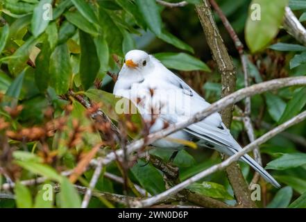 Oiseau noir leuciste dans le buisson Banque D'Images