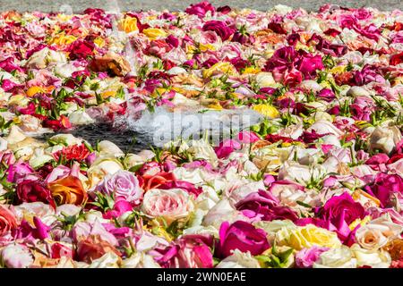 Roses fraîches flottant sur une fontaine publique de Zurich - une tradition de Pâques avec pour thème No Thorn, No rose pour symboliser le sacrifice et l'amour Banque D'Images