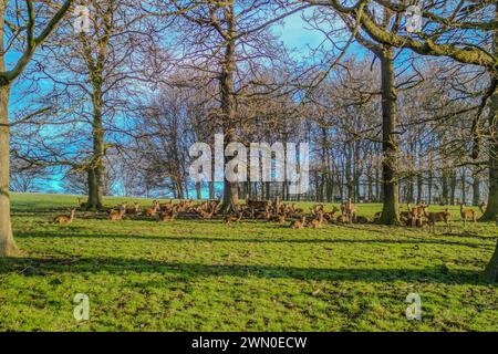 Wentworth Woodhouse abrite un petit troupeau de beaux cerfs en jachère ainsi qu'un troupeau beaucoup plus grand de cerfs rouges qui sillonnent le parc plus large. Banque D'Images