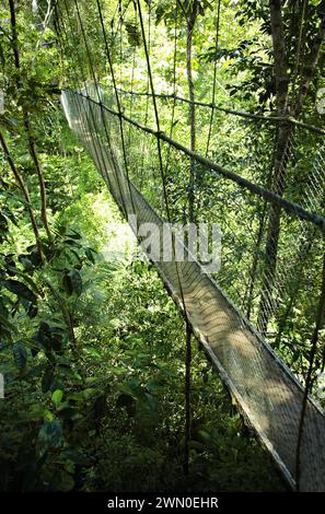 Pont suspendu, forêt tropicale atlantique, Mata Atlantica, Bahia, Brésil, Amérique du Sud. Pont suspendu à Ecoparque de una, forêt tropicale atlantique, Mata Atlân Banque D'Images