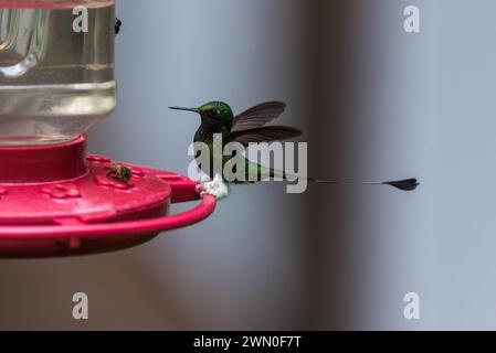 Queue de raquette bottée mâle (Ocreatus underwoodii), colibri en Colombie Banque D'Images