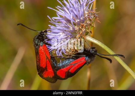 Teigne rouge dans la nature sur des fleurs macro dans un environnement naturel Banque D'Images