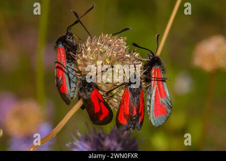 Teigne rouge dans la nature sur des fleurs macro dans un environnement naturel Banque D'Images