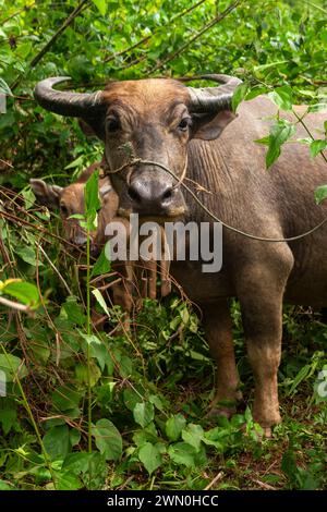 Buffle d'eau et veau au Laos en Asie du Sud-est Banque D'Images