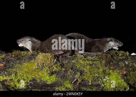 Famille de loutres sur une rivière de montagne en début de soirée d'une journée d'hiver Banque D'Images