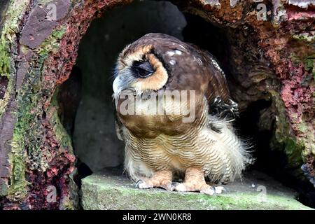 Chouette brune, Malaienkauz, chouette leptogramme, Strix leptogrammica, maláj erdeibagoly, Malaisie, Asie Banque D'Images