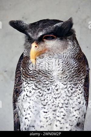 Aigle-hibou barré, aigle-hibou malais, malais-Uhu, grand-duc bruyant, Bubo sumatranus, pamatos uhu, Malaisie, Asie Banque D'Images