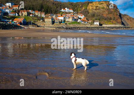 Runswick Bay avec épagneul springer sur la plage Banque D'Images