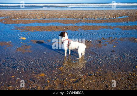 Épagneul springer vieux d'un an sur une plage debout dans l'eau peu profonde Banque D'Images
