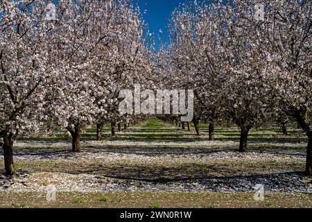 Fleurs de verger d'amandes dans la Central Valley, Californie Banque D'Images