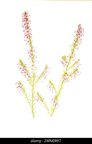 floraisons multiples Banque D'Images