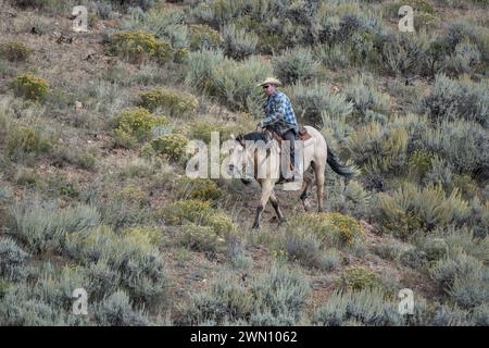 Comté de caribou Idaho – 13 septembre 2013 : un cow-boy monte à cheval à flanc de montagne alors qu'il élève du bétail. Banque D'Images